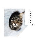ひなた＆みかんと猫友会の仲間たち（個別スタンプ：20）