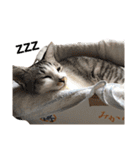 ひなた＆みかんと猫友会の仲間たち（個別スタンプ：21）