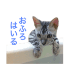 ひなた＆みかんと猫友会の仲間たち（個別スタンプ：22）