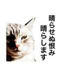 ひなた＆みかんと猫友会の仲間たち（個別スタンプ：24）