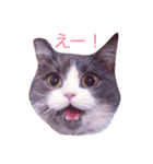 チロとミーちゃん（個別スタンプ：2）