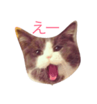 チロとミーちゃん（個別スタンプ：3）
