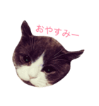 チロとミーちゃん（個別スタンプ：5）