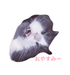 チロとミーちゃん（個別スタンプ：6）