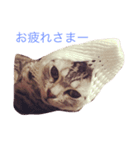 チロとミーちゃん（個別スタンプ：16）