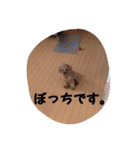 藤原家のわんこ（個別スタンプ：3）