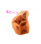 藤原家のわんこ（個別スタンプ：6）