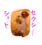 藤原家のわんこ（個別スタンプ：9）