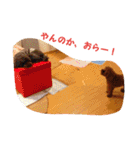 藤原家のわんこ（個別スタンプ：10）