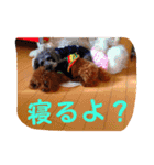 藤原家のわんこ（個別スタンプ：11）