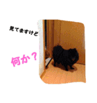 藤原家のわんこ（個別スタンプ：12）