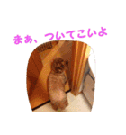 藤原家のわんこ（個別スタンプ：17）