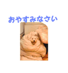 藤原家のわんこ（個別スタンプ：18）
