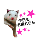 フェレット 小助＆小雪（個別スタンプ：1）