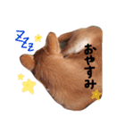 スムースチワワの王子くん（個別スタンプ：3）