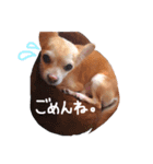 スムースチワワの王子くん（個別スタンプ：7）