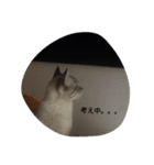 minaminokogeneko（個別スタンプ：5）
