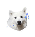 Udon the Wicked Dog 2（個別スタンプ：2）