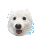 Udon the Wicked Dog 2（個別スタンプ：5）