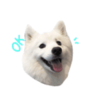 Udon the Wicked Dog 2（個別スタンプ：6）