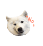 Udon the Wicked Dog 2（個別スタンプ：7）