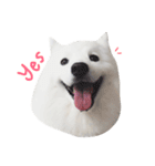 Udon the Wicked Dog 2（個別スタンプ：8）