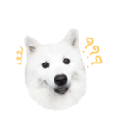 Udon the Wicked Dog 2（個別スタンプ：9）