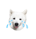 Udon the Wicked Dog 2（個別スタンプ：10）