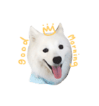 Udon the Wicked Dog 2（個別スタンプ：13）