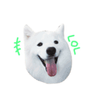 Udon the Wicked Dog 2（個別スタンプ：14）
