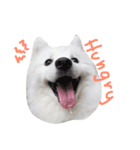 Udon the Wicked Dog 2（個別スタンプ：15）