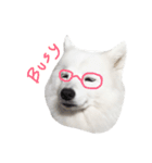 Udon the Wicked Dog 2（個別スタンプ：16）