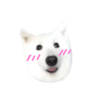 Udon the Wicked Dog 2（個別スタンプ：17）