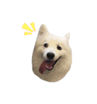 Udon the Wicked Dog 2（個別スタンプ：20）