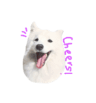 Udon the Wicked Dog 2（個別スタンプ：22）