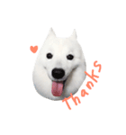 Udon the Wicked Dog 2（個別スタンプ：23）