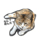 ねこのタマ（個別スタンプ：1）