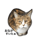 ねこのタマ（個別スタンプ：4）