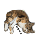 ねこのタマ（個別スタンプ：5）