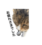 ねこのタマ（個別スタンプ：6）