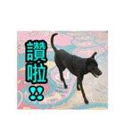 The dog and cat emoticons_2（個別スタンプ：1）