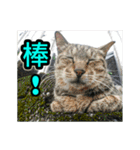 The dog and cat emoticons_2（個別スタンプ：2）