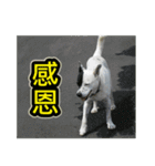 The dog and cat emoticons_2（個別スタンプ：3）