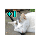 The dog and cat emoticons_2（個別スタンプ：4）