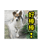 The dog and cat emoticons_2（個別スタンプ：9）