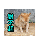 The dog and cat emoticons_2（個別スタンプ：11）
