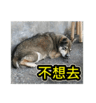 The dog and cat emoticons_2（個別スタンプ：12）