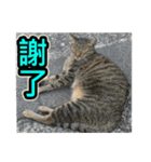 The dog and cat emoticons_2（個別スタンプ：16）