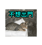 The dog and cat emoticons_2（個別スタンプ：17）