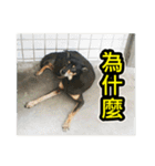 The dog and cat emoticons_2（個別スタンプ：18）